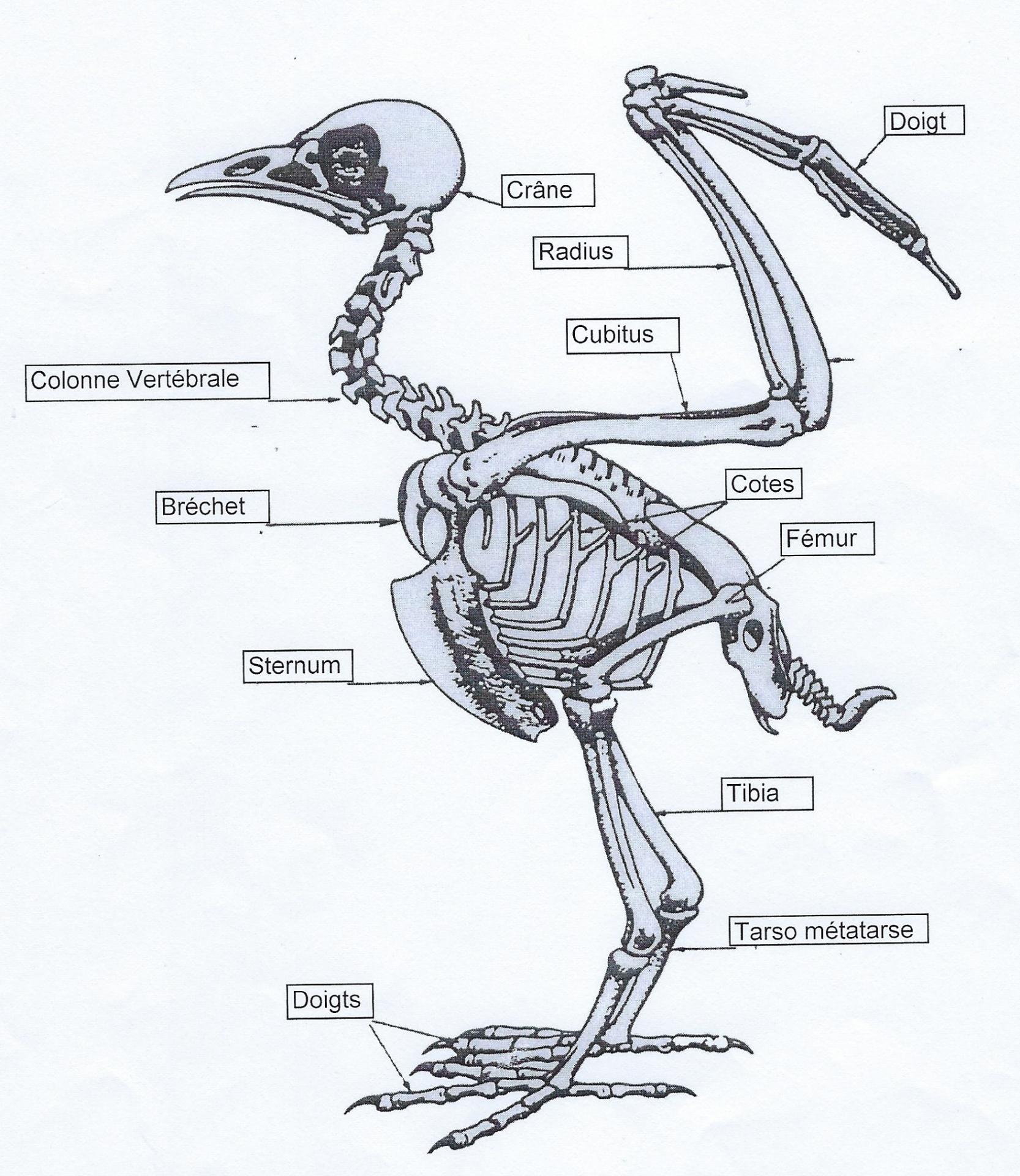 Le squelette de l oiseau