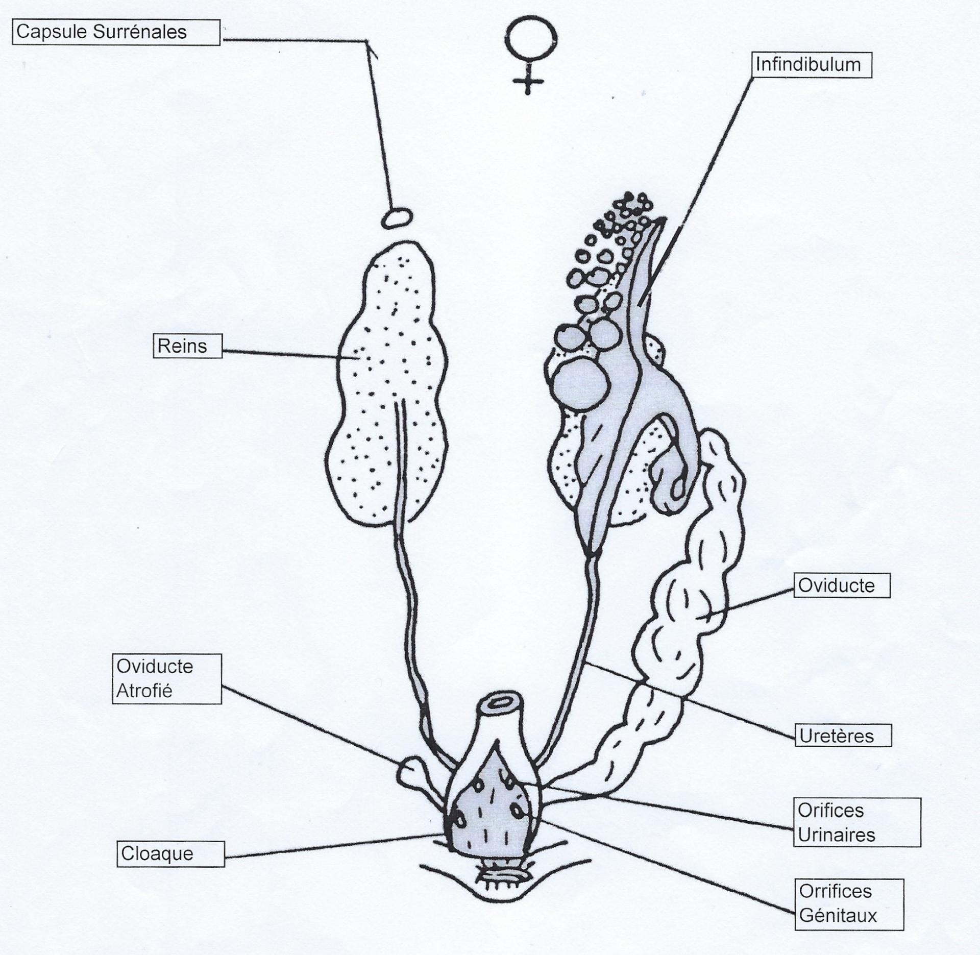 Le systeme genital femelle d un oiseau